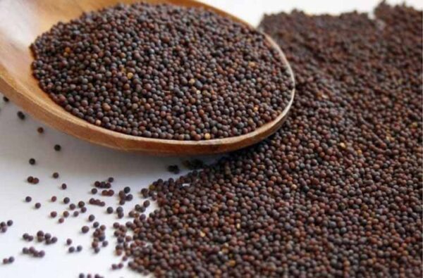 Mustard(Kadugu)