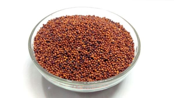 RAGI ( FINGER ) MILLET